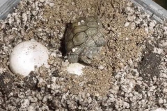 First-hatchling-pic-1_301265130
