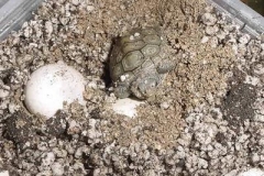 First-hatchling-pic-2_836068781