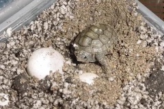 First-hatchling-pic-3_276978814