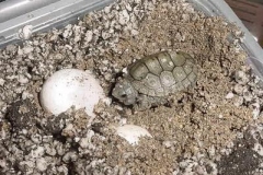 First-hatchling-pic-4_331996203