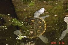 M.-Macrospilota_1935770635
