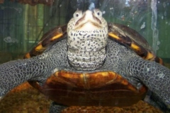 Lucky-2007_197255247