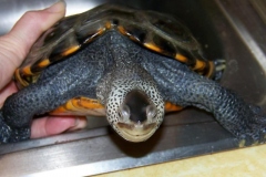 front-view_754928869