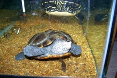 her-favorite-passtime_175214914