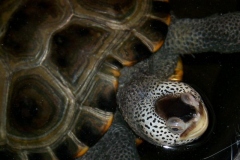 underbite_222768049