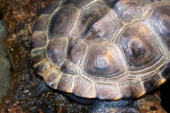 weird-scutes_491093379