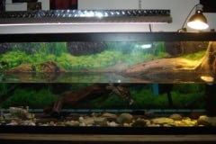 Kristins Turtles