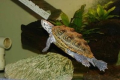 Kurt39s-female-terrapin_1699327350