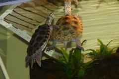 Kurt39s-male-female-terrapins_817332313