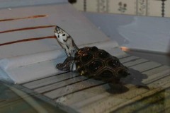 Kurt39s-male-terrapin_338675233