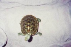 turtle-pics0005_1435739999