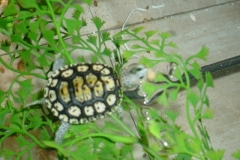 1-month-old-05_1356077764