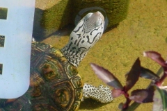 Chessie-Male_494537378