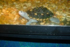 Chloe-ornate-female_962980085