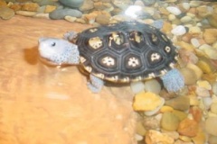 Chloe-ornate-hatchling-03_1814133827