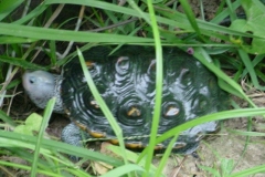 Female-Macro-Chloe_1171004619