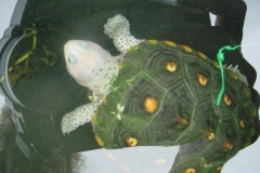 Head-shot-Macro_890561891