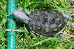 Macro-male_873793119