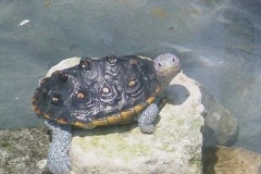 Ornate-breeder-female_1509879198