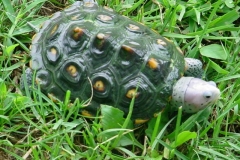 Pink-female_129962604