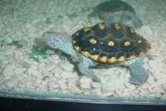 Pinky-1-yr_1515364441