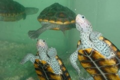 Romeo-and-Cleo_1889971312