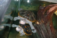 Romeo-and-Tailess_1393662803