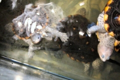 Sly39s-harem_774453806