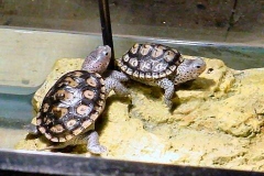 Son-and-Piper_1308867025