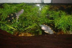 Yearling-ornates_76602951