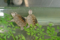 concentric-hatchlings-05_410566236