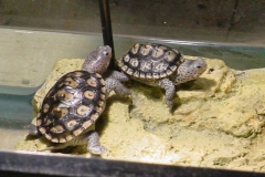 female-hatchlings-05_1923920810