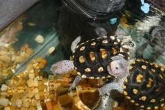 my-newest-additions_61145735