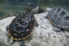 texan-yearling_1941812339