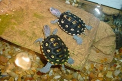 time-to-bask_2049526768