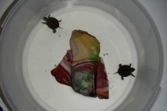 Lucy-and-Archer39s-feeding-bowl_911994858