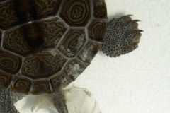 Lucy39s-Shell_1059011502