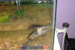 Mandees