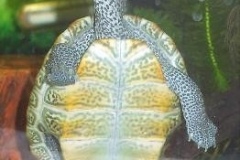 PDRM3819_970840692