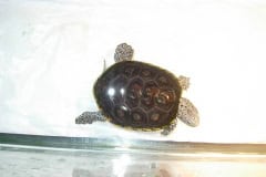 MY DBT