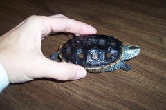 Turdy-today-in-mid-February_1684556459