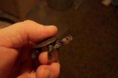 000_0013_0004_1493863928