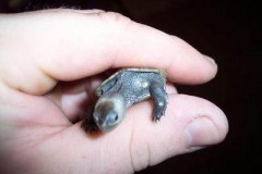 000_0020_0003_1913196098