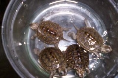 4-Concentrics-CB04_1835750999