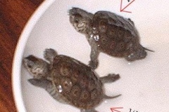 lilRachie-lilShaun_1512390968