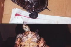 Rowenas Terrapin