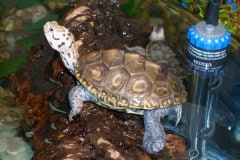 Scott McDaniels Turtles and Terrapins