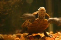 Chessie-is-a-fast-swimmer-6_07_207625284