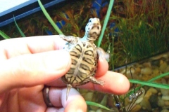 Chessie-plastron_765878368