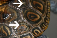 Chessie39s-shell-rot-_-Closeup_144789258